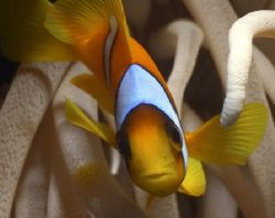 curious clown fish, red sea, EOS Digital Rebel, Ikelite S... by Lorenz Pelzer 